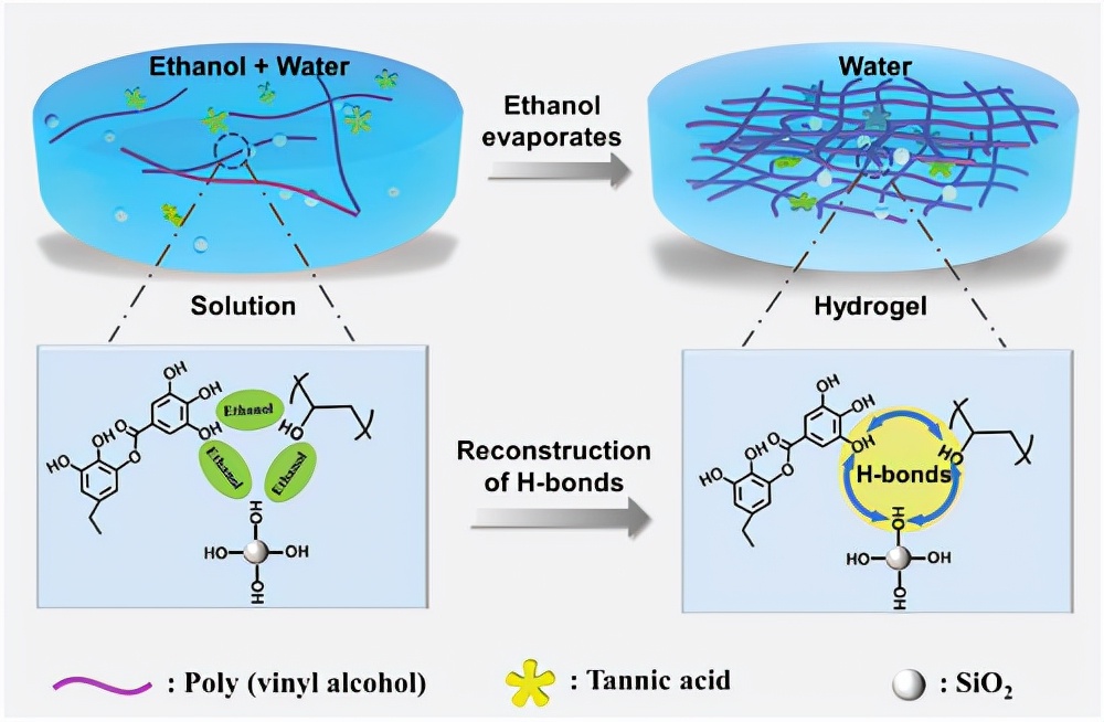制備用于油/水分離的水凝膠涂料、一種溶劑調節的氫鍵交聯策略